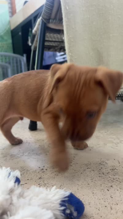 Pinto , a male German Shepherd Dog and American Pit Bull Terrier for sale in Miami, FL – 5 of 5