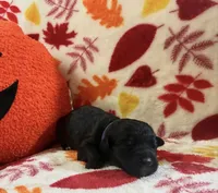 Fighter, a female Rottweiler and Goldendoodle for sale in Tacoma, WA – 1 of 1