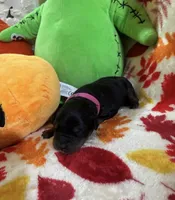 Spice, a female Rottweiler and Goldendoodle for sale in Tacoma, WA – 1 of 1