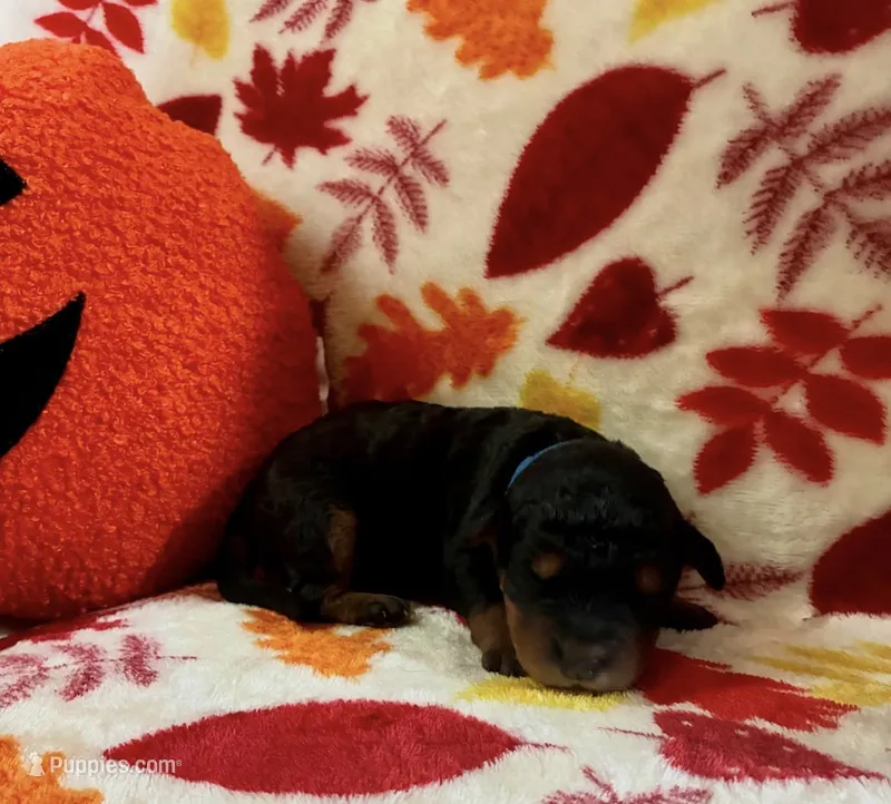 Blitz – Rottweiler, Goldendoodle puppy for sale in Tacoma, WA