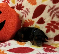 Blitz, a female Rottweiler and Goldendoodle for sale in Tacoma, WA – 1 of 1