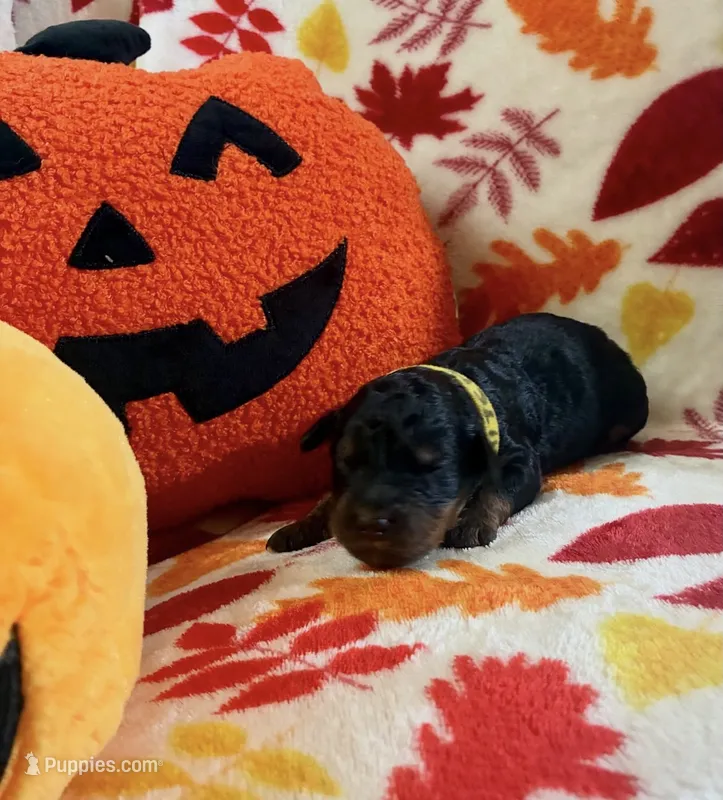 Golden Snitch – Rottweiler, Goldendoodle puppy for sale in Tacoma, WA