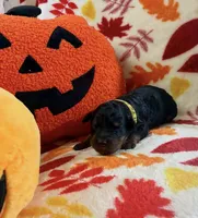 Golden Snitch, a male Rottweiler and Goldendoodle for sale in Tacoma, WA – 1 of 1