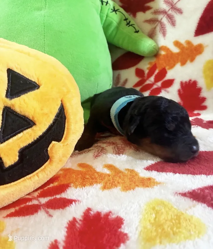 Luna – Rottweiler, Goldendoodle puppy for sale in Tacoma, WA