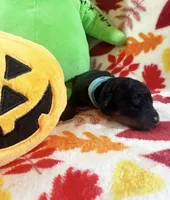 Luna, a female Rottweiler and Goldendoodle for sale in Tacoma, WA – 1 of 1