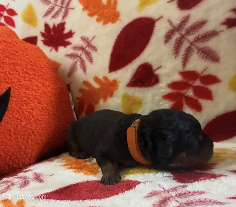 Snape – Rottweiler, Goldendoodle puppy for sale in Tacoma, WA