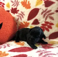 Tonk, a male Rottweiler and Goldendoodle for sale in Tacoma, WA – 1 of 1