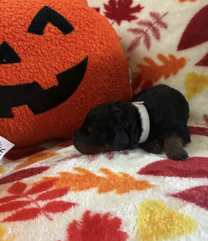 Ginnie – Rottweiler, Goldendoodle puppy for sale in Tacoma, WA