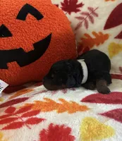 Ginnie, a female Rottweiler and Goldendoodle for sale in Tacoma, WA – 1 of 1