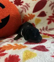Harpie, a female Rottweiler and Goldendoodle for sale in Tacoma, WA – 1 of 1