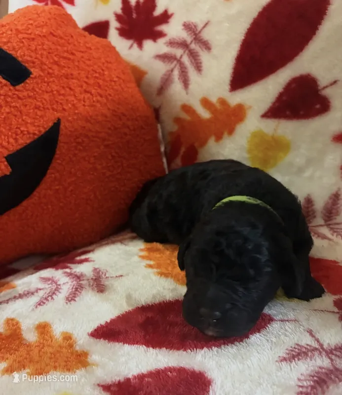 Longbottom – Rottweiler, Goldendoodle puppy for sale in Tacoma, WA