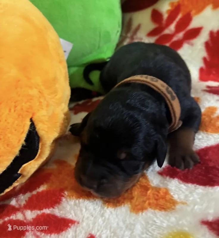 Ghost – Rottweiler, Goldendoodle puppy for sale in Tacoma, WA