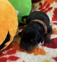 Ghost, a male Rottweiler and Goldendoodle for sale in Tacoma, WA – 1 of 1