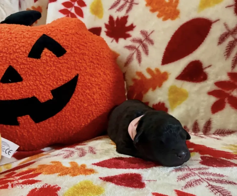 Expecto – Rottweiler, Goldendoodle puppy for sale in Tacoma, WA