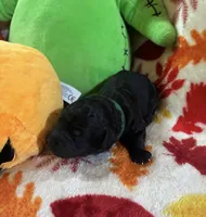 Skelly, a male Rottweiler and Goldendoodle for sale in Tacoma, WA – 1 of 1