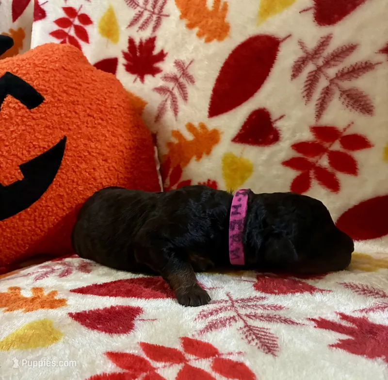 Hermione – Rottweiler, Goldendoodle puppy for sale in Tacoma, WA