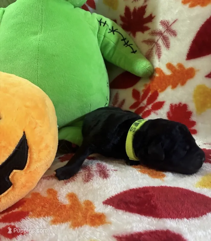 Bones – Rottweiler, Goldendoodle puppy for sale in Tacoma, WA