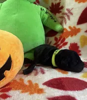 Bones, a male Rottweiler and Goldendoodle for sale in Tacoma, WA – 1 of 1