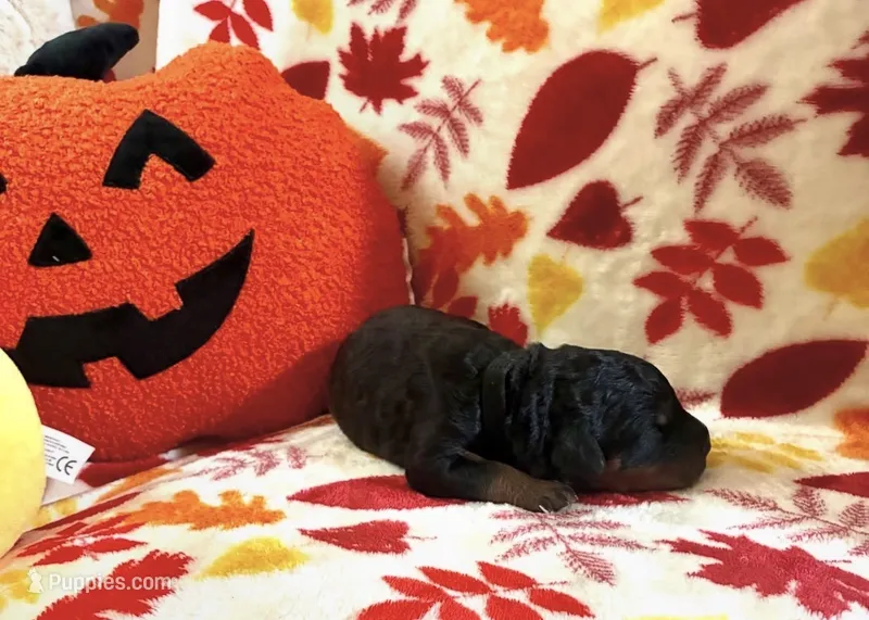 Serious Black – Rottweiler, Goldendoodle puppy for sale in Tacoma, WA