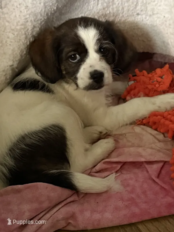  Bri – Bichon Frise puppy for sale in Wixom, MI