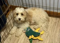 Bri, a female Bichon Frise and Cavalier King Charles Spaniel for sale in Wixom, MI – 3 of 3