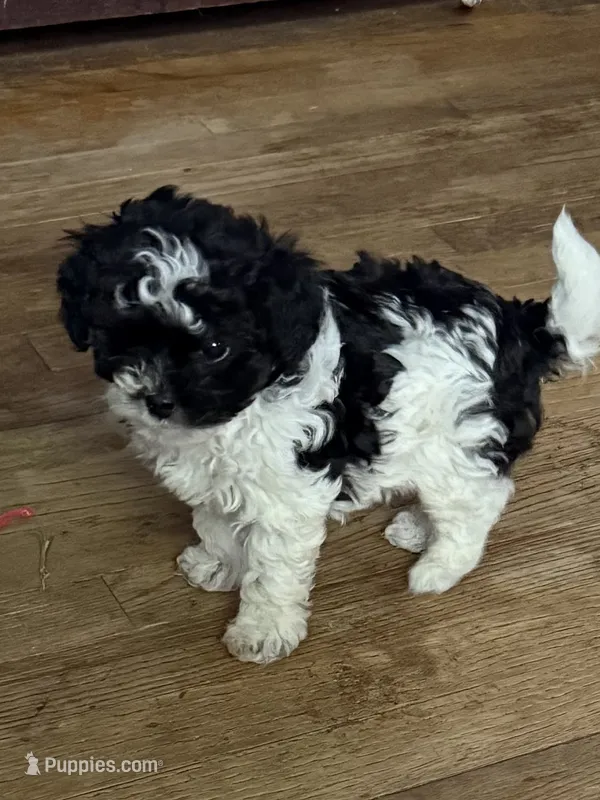 Tiny – Yorkipoo puppy for sale in Wixom, MI