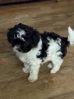 Tiny, a male Yorkipoo for sale in Wixom, MI – 1 of 1