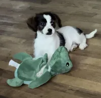  Bri, a female Bichon Frise and Cavalier King Charles Spaniel for sale in Wixom, MI – 2 of 3