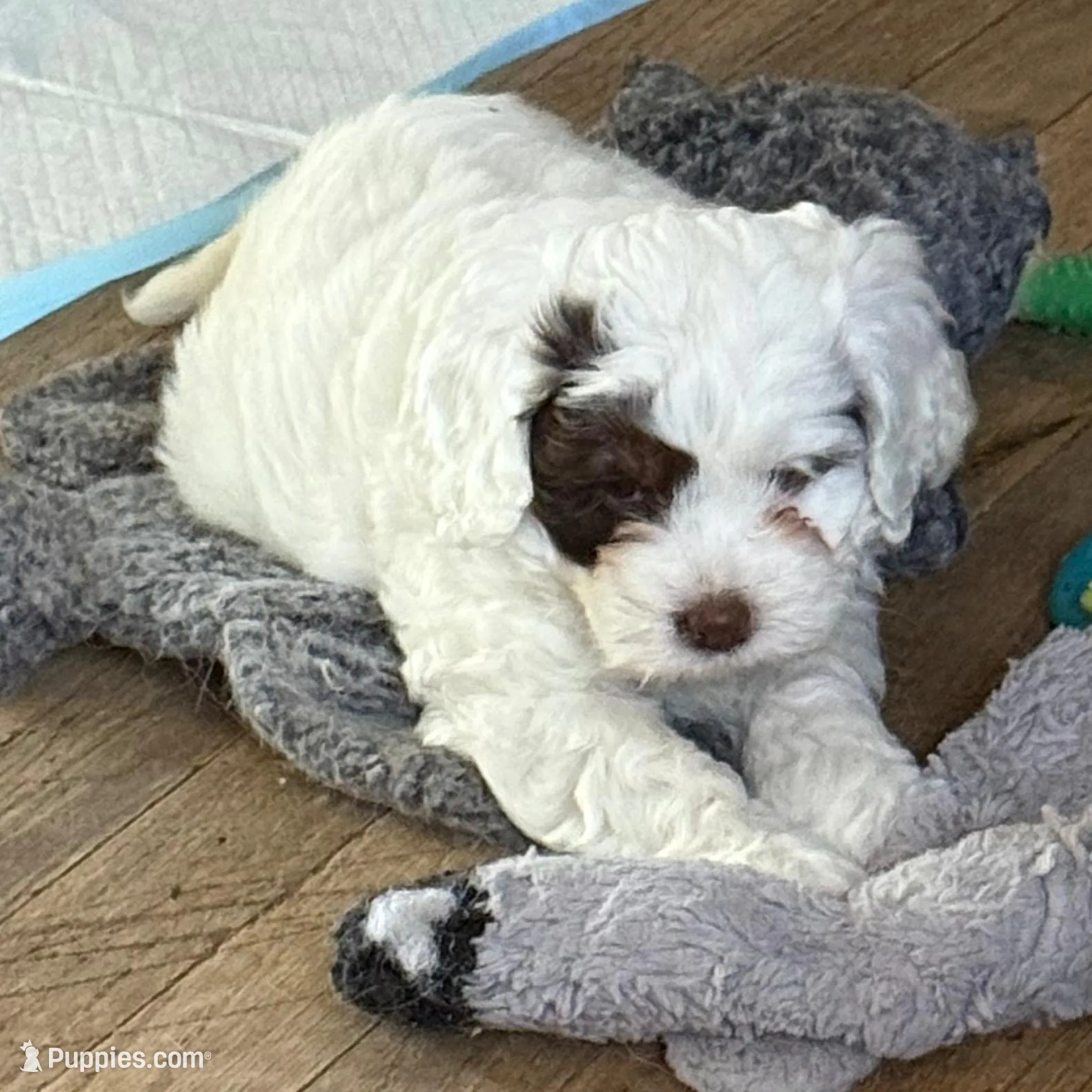Ivy – Cockapoo puppy for sale in Wixom, MI