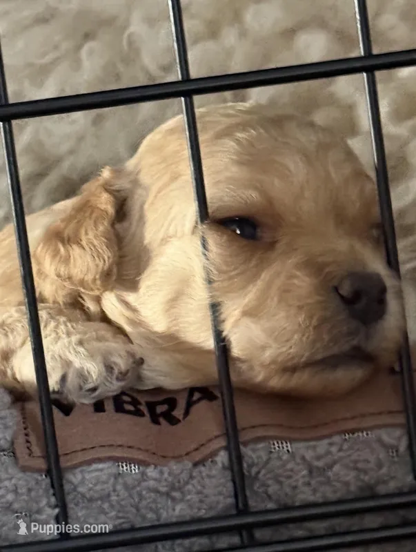 Joey, a male Bichon Frise and Yorkipoo for sale in Wixom, MI – Photo 1 of 2