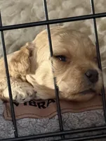 Joey, a male Bichon Frise and Yorkipoo for sale in Wixom, MI – Photo 1 of 2