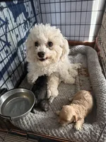 Joey, a male Bichon Frise and Yorkipoo for sale in Wixom, MI – Photo 2 of 2
