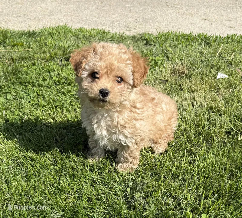 Rem – Yorkshire Terrier, Bichpoo puppy for sale in Wixom, MI