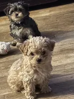 Rem, a male Yorkshire Terrier and Bichpoo for sale in Wixom, MI – 1 of 1