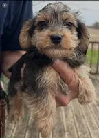 Tony, a male Yorkshire Terrier and Poodle - Toy  for sale in Wixom, MI – Photo 4 of 4