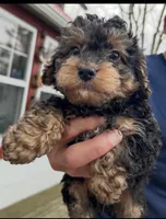 Tony, a male Yorkshire Terrier and Poodle - Toy  for sale in Wixom, MI – Photo 2 of 4