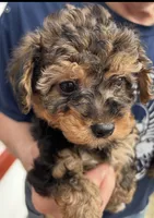 Tony, a male Yorkshire Terrier and Poodle - Toy  for sale in Wixom, MI – Photo 3 of 4