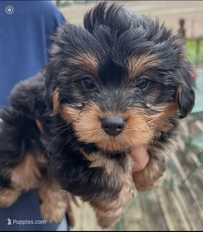 Tony – Yorkshire Terrier, Poodle - Toy  puppy for sale in Wixom, MI