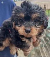 Tony, a male Yorkshire Terrier and Poodle - Toy  for sale in Wixom, MI – Photo 1 of 4
