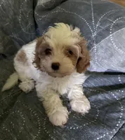 Penny, a female Cavalier King Charles Spaniel for sale in Wixom, MI – 2 of 3