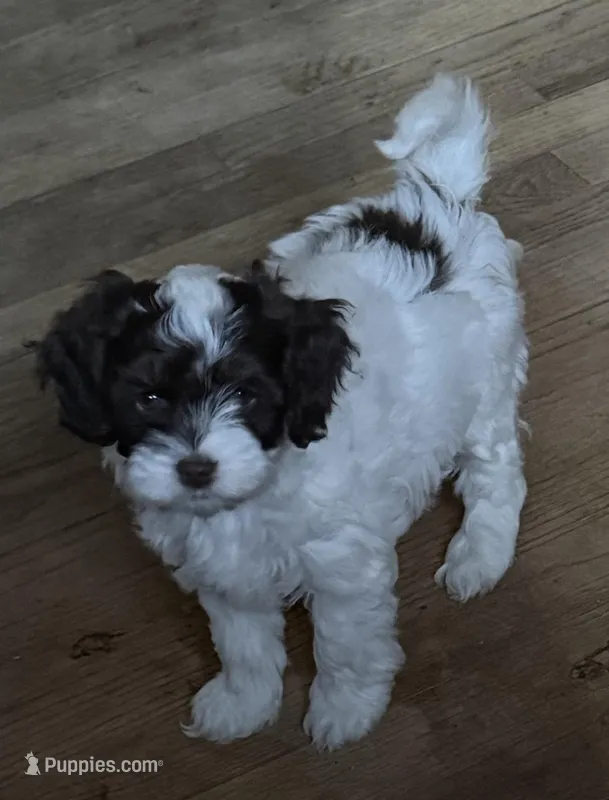 Indy – Cockapoo puppy for sale in Wixom, MI