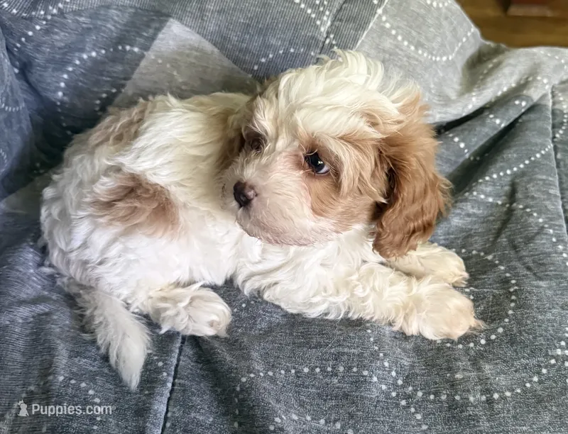 Penny – Cavalier King Charles Spaniel puppy for sale in Wixom, MI