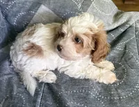 Penny, a female Cavalier King Charles Spaniel for sale in Wixom, MI – 1 of 3