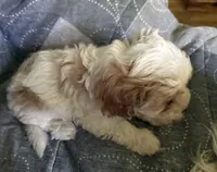 Penny, a female Cavalier King Charles Spaniel for sale in Wixom, MI – 3 of 3