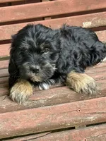 Butch, a male Yorkipoo for sale in Wixom, MI – 1 of 1