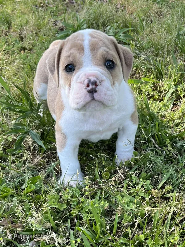 Ronnie – English Bulldog, Olde English Bulldogge puppy for sale in Grant, AL