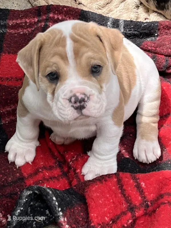 Ronnie – English Bulldog puppy for sale in Grant, AL