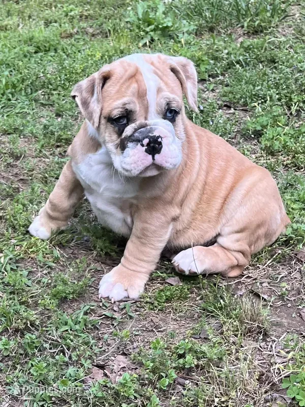 Blue eyes  – English Bulldog puppy for sale in Grant, AL
