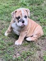 Blue eyes , a male English Bulldog for sale in Grant, AL – 1 of 2