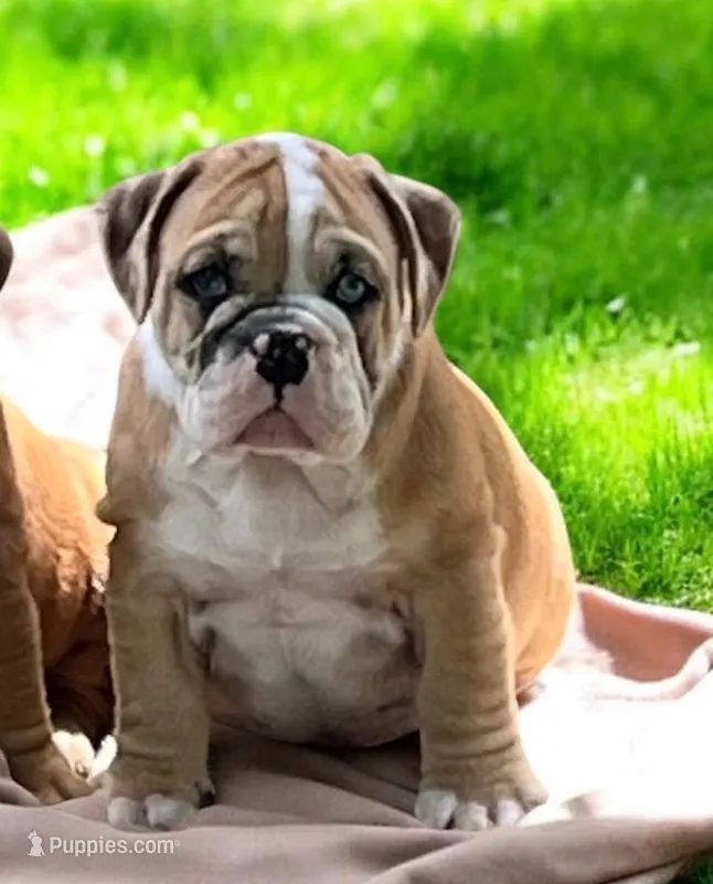 Blue eyes  – English Bulldog puppy for sale in Grant, AL